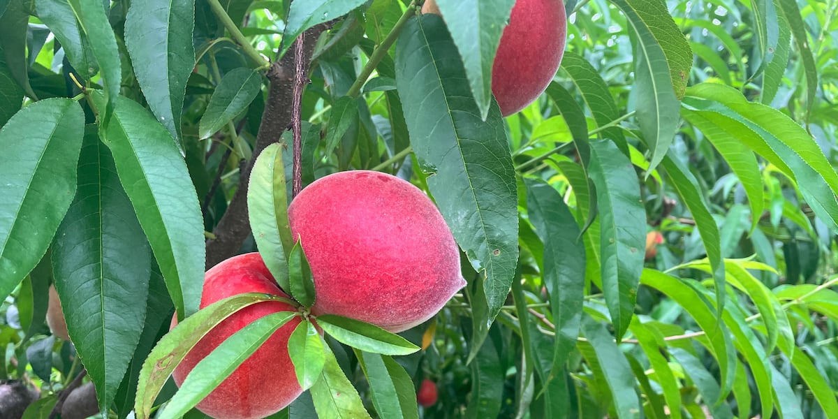 Walapeach Farmers report best-ever peach season after devastating losses last year