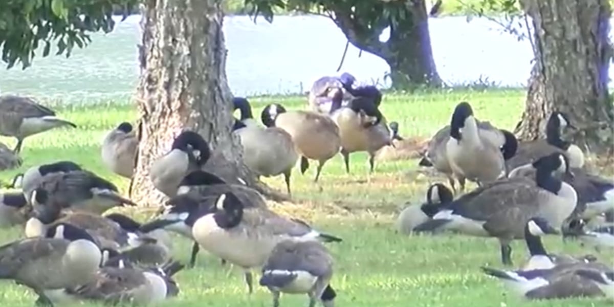 USDA kills 550 Canada geese at request of a Alabama neighborhood’s HOA