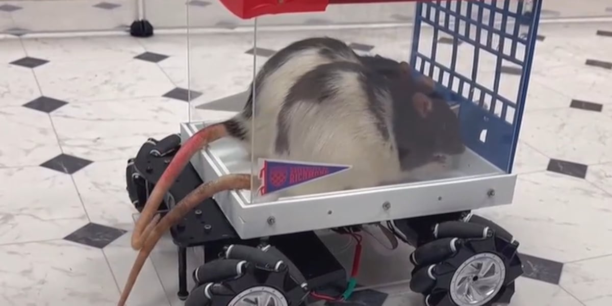 Why Are Rats Ridebts Like humans, some rats prefer to travel behind the wheel, scientists say