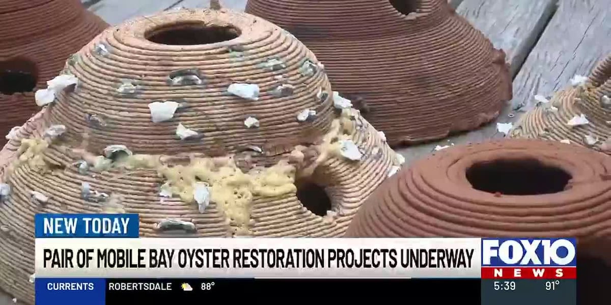From 3D-printed reefs to limestone, two Mobile Bay projects aim to rebuild coastal habitat