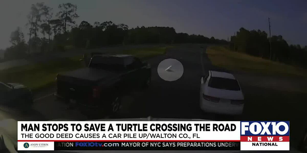 Wcso Driver Stops On Busy Highway For Turtle Causing Multi Car Pileup Wcso Driver Stops On Busy Highway For Turtle Causing Multi Car Pileup