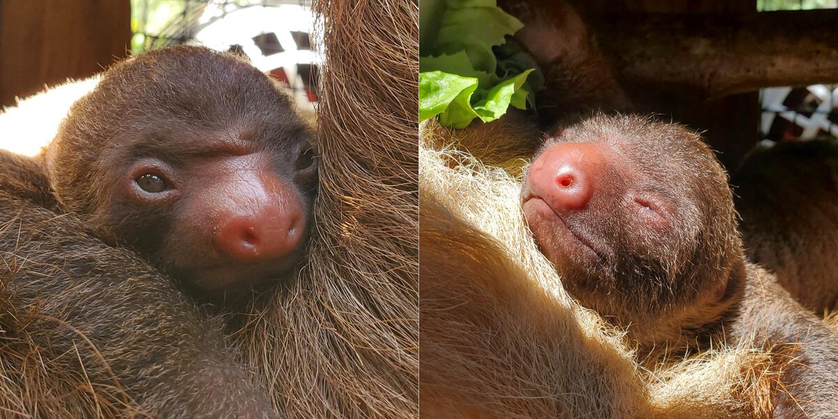 Sloth Lightning CUTE: Zoo Atlanta celebrates birth of two-toed sloth