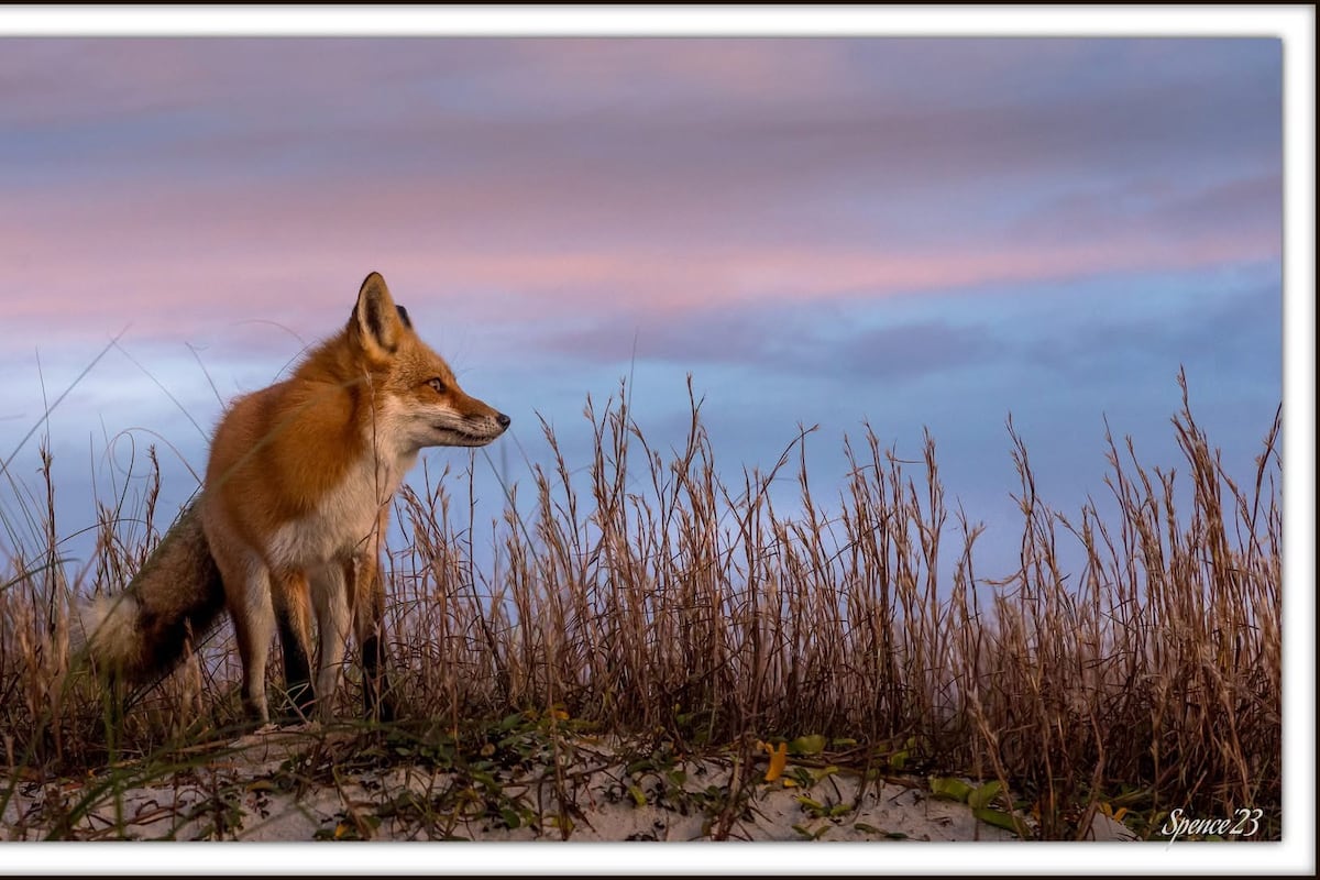 Restraining order filed against Dauphin Island to protect foxes