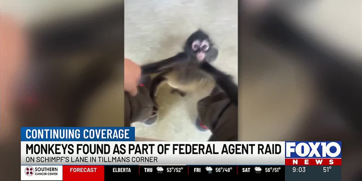 ‘Monkeys shouldn’t be pets:’ Federal agents raid Tillman’s Corner home with multiple monkeys