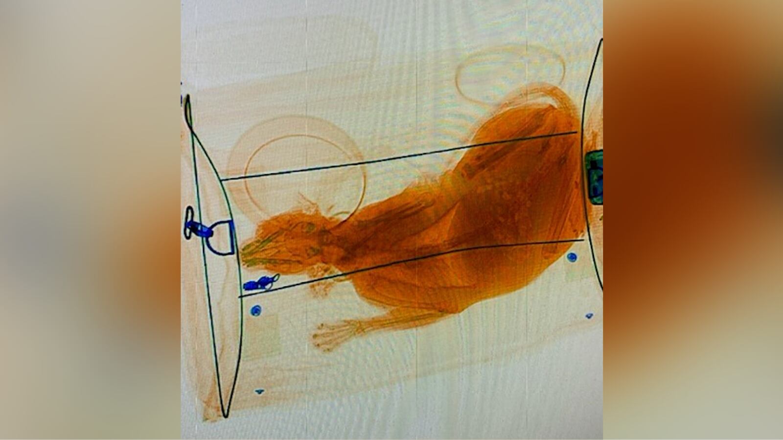 TSA agents find cat in traveler’s carry-on bag after sent through X-ray ...