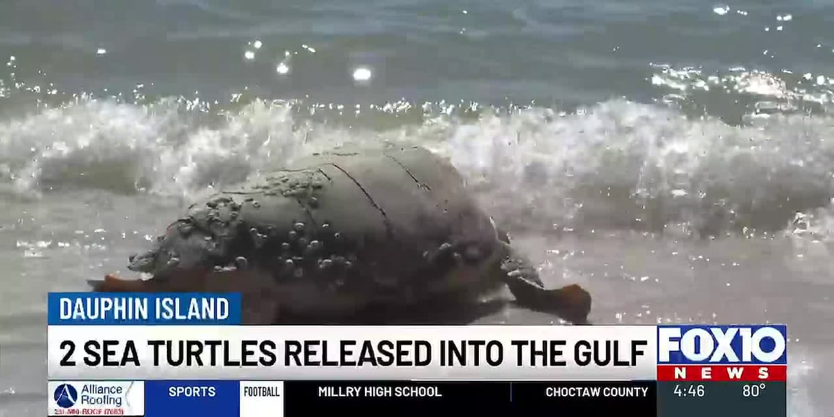 Turtle Dots 2 sea turtles released into Gulf from Dauphin Island