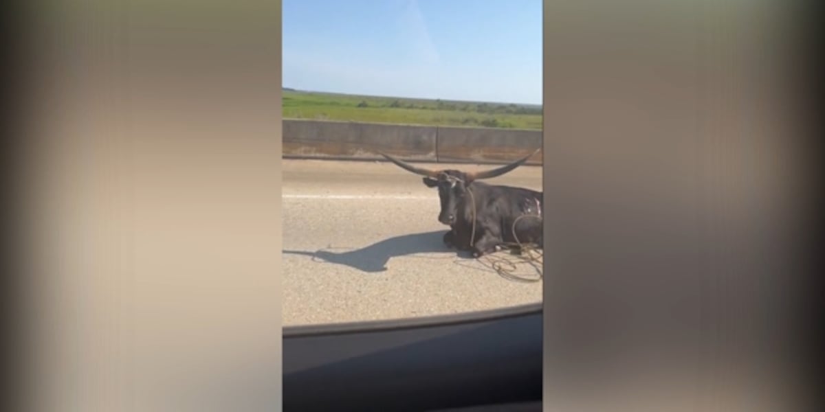 Texas Longhorn gets loose on Bayway during rush hour