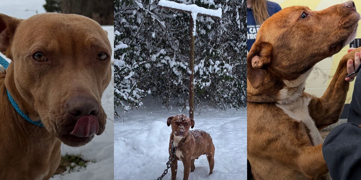 Dogs left chained outside during snowstorm, officials say