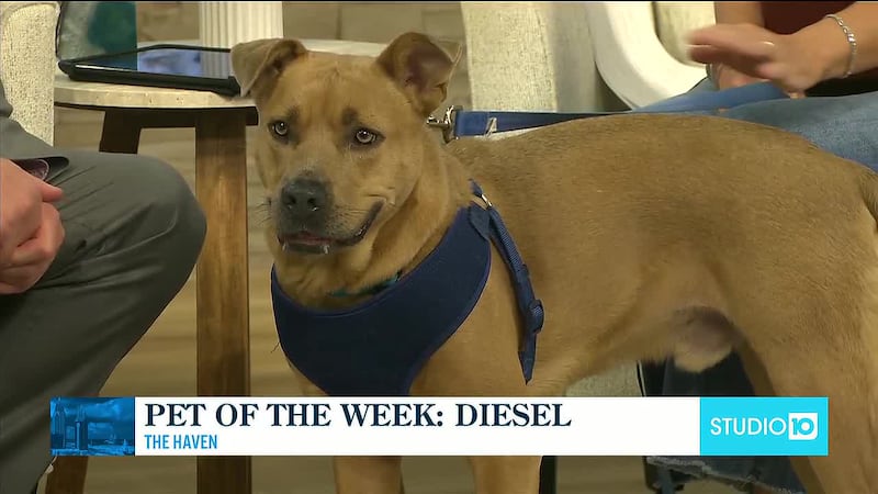 Pet of the Week: Diesel