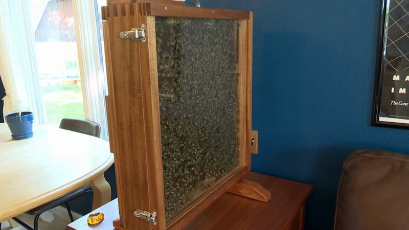 A backyard beekeeper with tens of thousands of bees in his outdoor hives wanted a closer look...