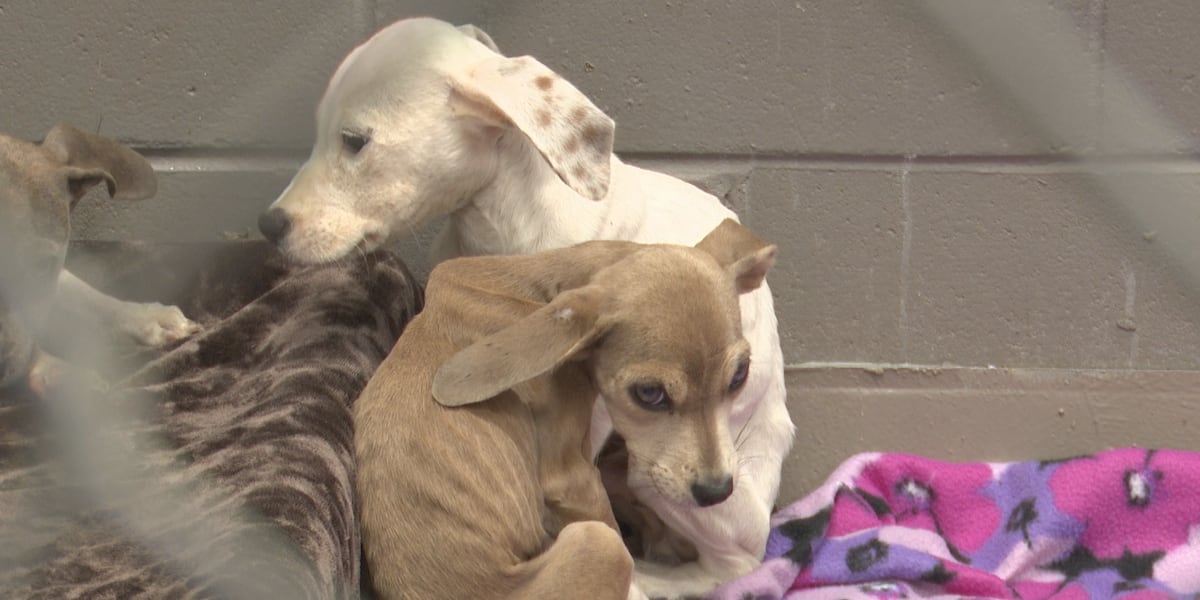 Bay Minette woman charged after 15 dogs and a cat found without food, clean water