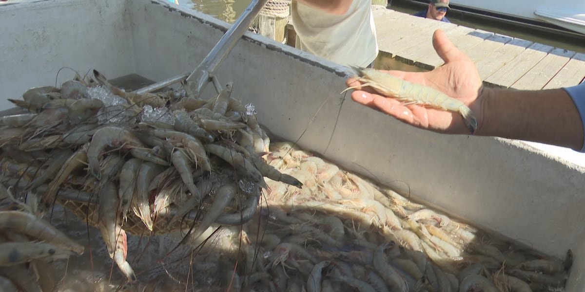 Mobile Bay shrimp harvest brings fresh catch to Fairhope Marina