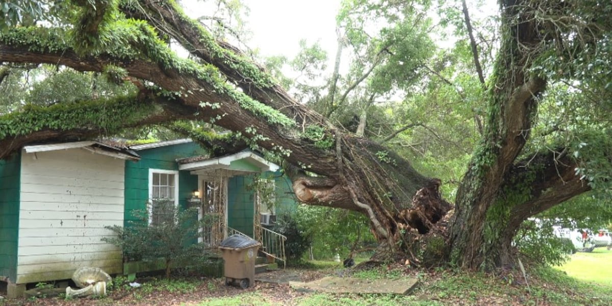 Tree falls on home of local man with disabilities, damaging two cars