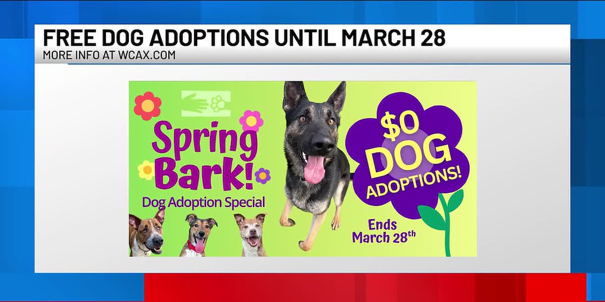 Pets with Potential: Meet Jasper, Beowulf, and Bronco