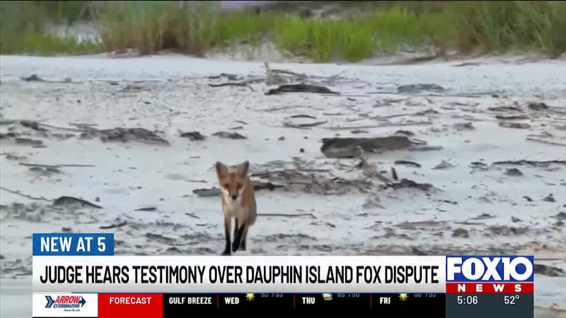 Judge hears testimony over Dauphin Island fox dispute